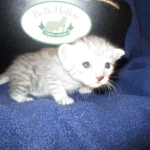 Egyptian Mau, Silver, Male, DOB 8-6-16