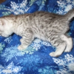 Egyptian Mau, Silver, Male, DOB 8-6-16
