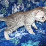 Egyptian Mau, Silver, Male, DOB 8-6-16