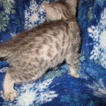 Egyptian Mau, Silver, Male, DOB 8-6-16