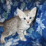 Egyptian Mau, Silver, Male, DOB 8-6-16