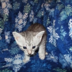 Egyptian Mau, Silver, Male, DOB 8-6-16