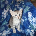 Egyptian Mau, Silver, Male, DOB 8-6-16