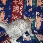 Egyptian Mau, Silver, Male, DOB 8-6-16