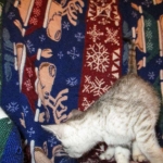 Egyptian Mau, Silver, Male, DOB 8-6-16