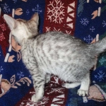 Egyptian Mau, Silver, Male, DOB 8-6-16