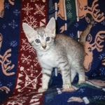 Egyptian Mau, Silver, Male, DOB 8-6-16