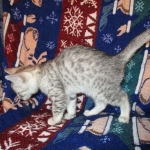 Egyptian Mau, Silver, Male, DOB 8-6-16