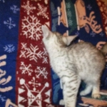 Egyptian Mau, Silver, Male, DOB 8-6-16