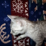 Egyptian Mau, Silver, Male, DOB 8-6-16