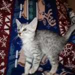 Egyptian Mau, Silver, Male, DOB 8-6-16
