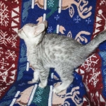 Egyptian Mau, Silver, Male, DOB 8-6-16