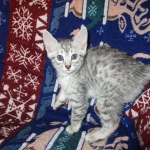 Egyptian Mau, Silver, Male, DOB 8-6-16
