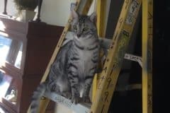 Archie, Mau Silver Male #2 darker DOB 4-10-18