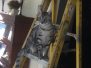 Archie, Mau Silver Male #2 darker DOB 4-10-18