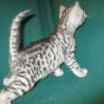 Mau, silver, Male, DOB 4-10-18