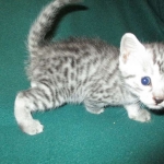 Mau, silver, Male, DOB 4-10-18