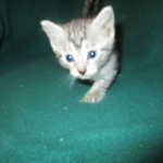 Mau, silver, Male, DOB 4-10-18