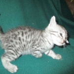 Mau, silver, Male, DOB 4-10-18