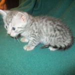 Mau, silver, Male, DOB 4-10-18