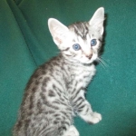 Archie, Mau, silver, Male, DOB 4-10-18