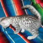 Archie, Mau, silver, Male, DOB 4-10-18