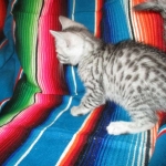 Archie, Mau, silver, Male, DOB 4-10-18