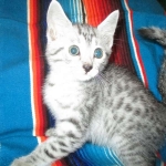 Archie, Mau, silver, Male, DOB 4-10-18