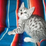 Archie, Mau, silver, Male, DOB 4-10-18