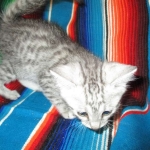 Archie, Mau, silver, Male, DOB 4-10-18