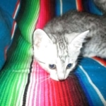 Archie, Mau, silver, Male, DOB 4-10-18
