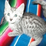 Archie, Mau, silver, Male, DOB 4-10-18