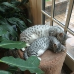 Archie and Cleo,  Mau, silver, Male, DOB 4-10-18