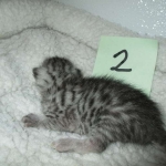 Mau, silver, Male, DOB 4-10-18