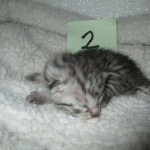 Mau, silver, Male, DOB 4-10-18