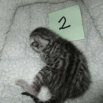 Mau, silver, Male, DOB 4-10-18