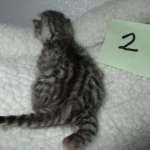 Mau, silver, Male, DOB 4-10-18