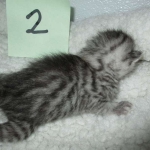 Mau, silver, Male, DOB 4-10-18