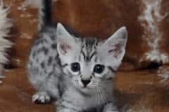 Kosey Mau silver Male #2 DOB 11/3/22 Bigger spots