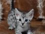 Kosey Mau silver Male #2 DOB 11/3/22 Bigger spots