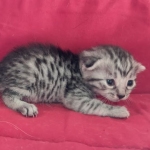 Mau silver Male  DOB 11-3-22