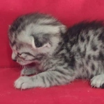 Mau silver Male  DOB 11-3-22