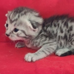 Mau silver Male  DOB 11-3-22