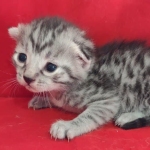 Mau silver Male  DOB 11-3-22