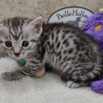 Mau silver Male  DOB 11-3-22