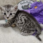 Mau silver Male  DOB 11-3-22