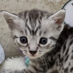 Mau silver Male  DOB 11-3-22