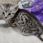 Mau silver Male  DOB 11-3-22