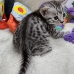 Mau silver Male  DOB 11-3-22