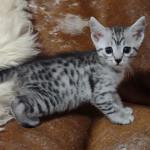 Mau silver Male  DOB 11-3-22